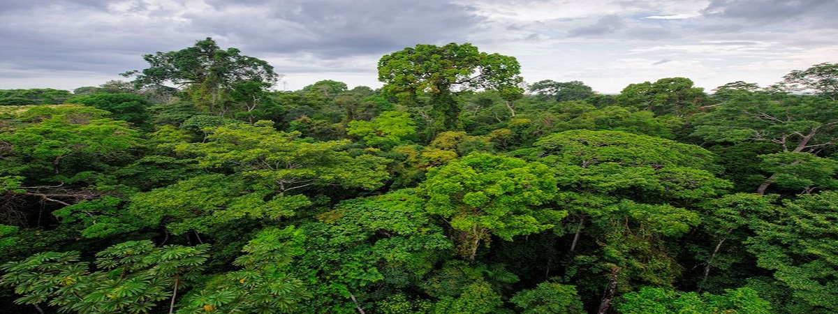 Forest Management